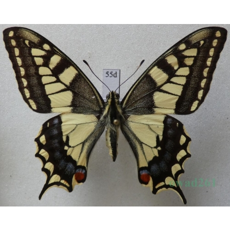 Papilio machaon Linnaeus, 1758 Paź królowej Czech 64mm55d